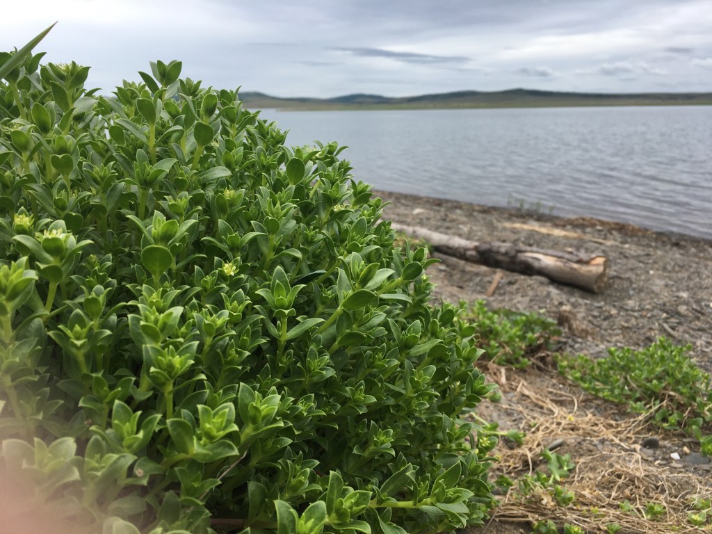 My family calls it Knock&nbsp;Out